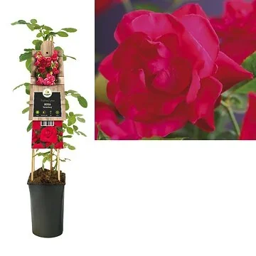 Klimroos (Rosa 'Heidelberg') H 75