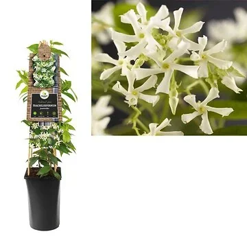 Toscaanse Jasmijn (Trachelospermum jasminoides) H 75