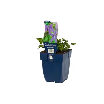 Zodenvormend klokje (Campanula poscharskyana) ø 11 cm