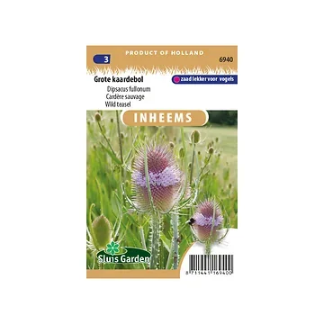 Dipsacus fullonum Grote kaardebol