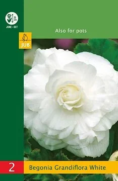 Low Budget Begonia Grandiflora White