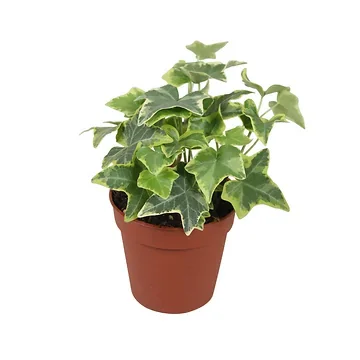 Klimop (Hedera He Goldchild) H 15 ø 9 cm