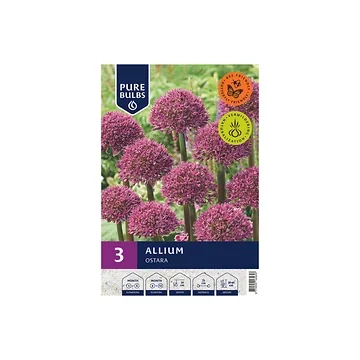 Pure Bulbs Allium Ostara 3 bollen