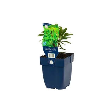 Wolfsmelk (Euphorbia martini) ø 11 cm