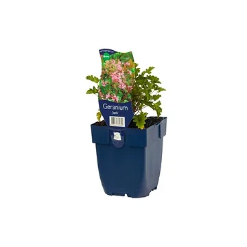 Ooievaarsbek (Geranium 'Japfu') ø 11 cm