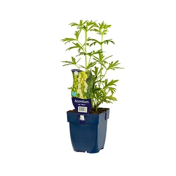 Monnikskap (Aconitum nap. 'Album') ø 11 cm