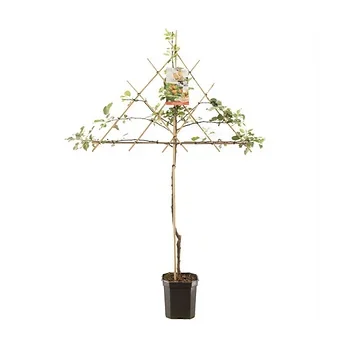 Handappel (Malus dom. Cox's Orange P. leivorm) H 160 ø 24 cm