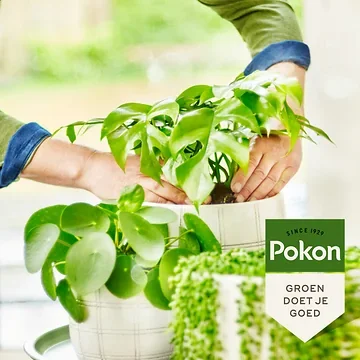 Pokon Bio Groene planten Voeding 250ml