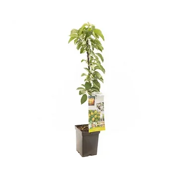 Geel-rode appel (Malus dom. Bolero zuilvorm) H 110 ø 18 cm
