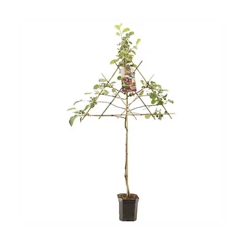 Rode moesappel (Malus dom. Rode Boskoop leivorm) H 160 ø 24 cm