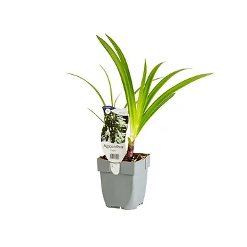 Afrikaanse lelie (Agapanthus 'Enigma') ø 11 cm
