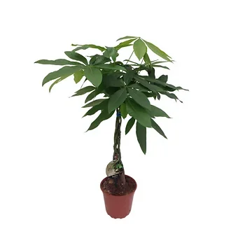 Geldboom (Pachira Aquatica) H 85 ø 19 cm
