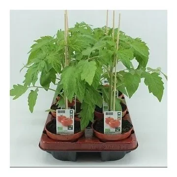 Vleestomaat (Lycopersicon esculentum) BIO 12 cm pot