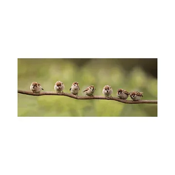 Tuinposter 7 Mussen Op Tak 110 x 45 cm