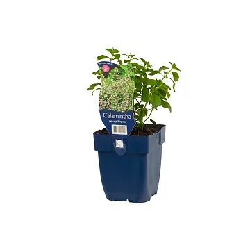 Steentijm (Calamintha nepeta ssp. Nepeta) ø 11 cm