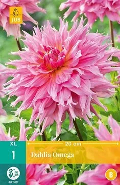 Dahlia Omega