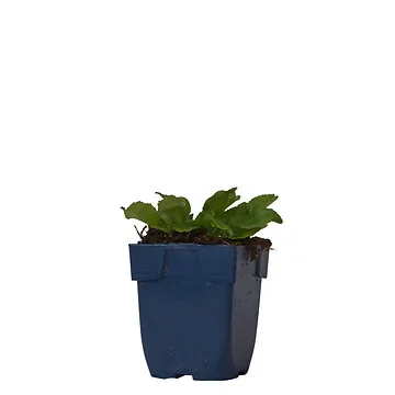 Kruisdistel (Eryngium planum) ø 11 cm
