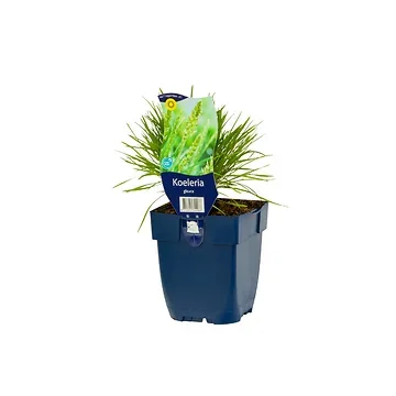Fakkelgras (Koeleria glauca) ø 11 cm