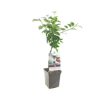 Handappel (Malus dom. Topaz Patio) H 90 ø 18 cm