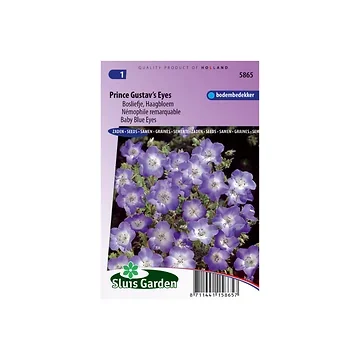 Nemophila insignis Blue
