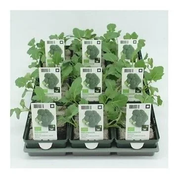 Broccoli (Brassica oleracea Italica) BIO