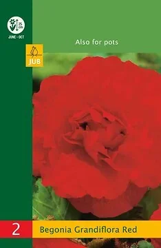 Low Budget Begonia Grandiflora Red