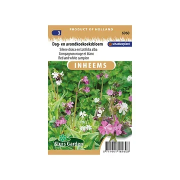 Silene Dag/avondkoekoeksbloem