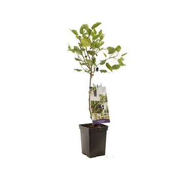 Dwerg moerbei (Morus rotundiloba Mojo Berry) H 90 ø 18 cm