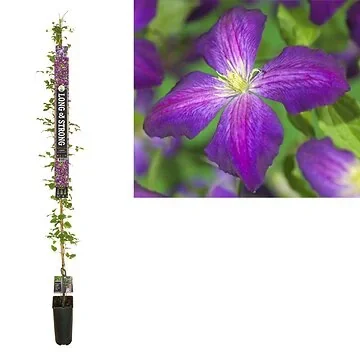 Bosrank (Clematis Jackmanii Purpurea PBR) H 215