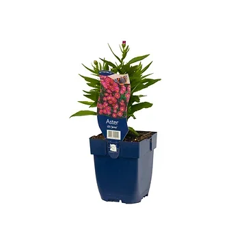 Herfstaster (Aster (D) 'Jenny') ø 11 cm