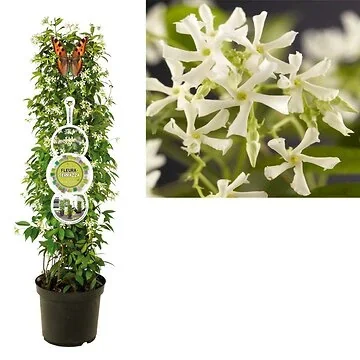Toscaanse Jasmijn (Trachelospermum jasminoides) H 110