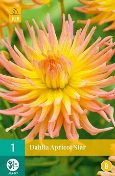 Dahlia Apricot Star