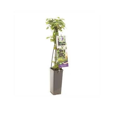 Doornloze braam (Rubus fruticosus Triple Crown) H 60 ø 11 cm cm