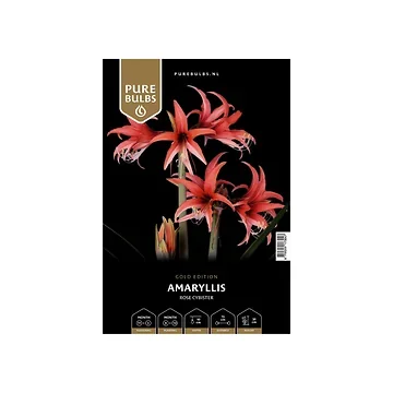 Pure Bulbs Amaryllis Rose Cybister 1 bol