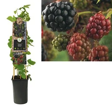Braam (Rubus 'Himalaya') H 75
