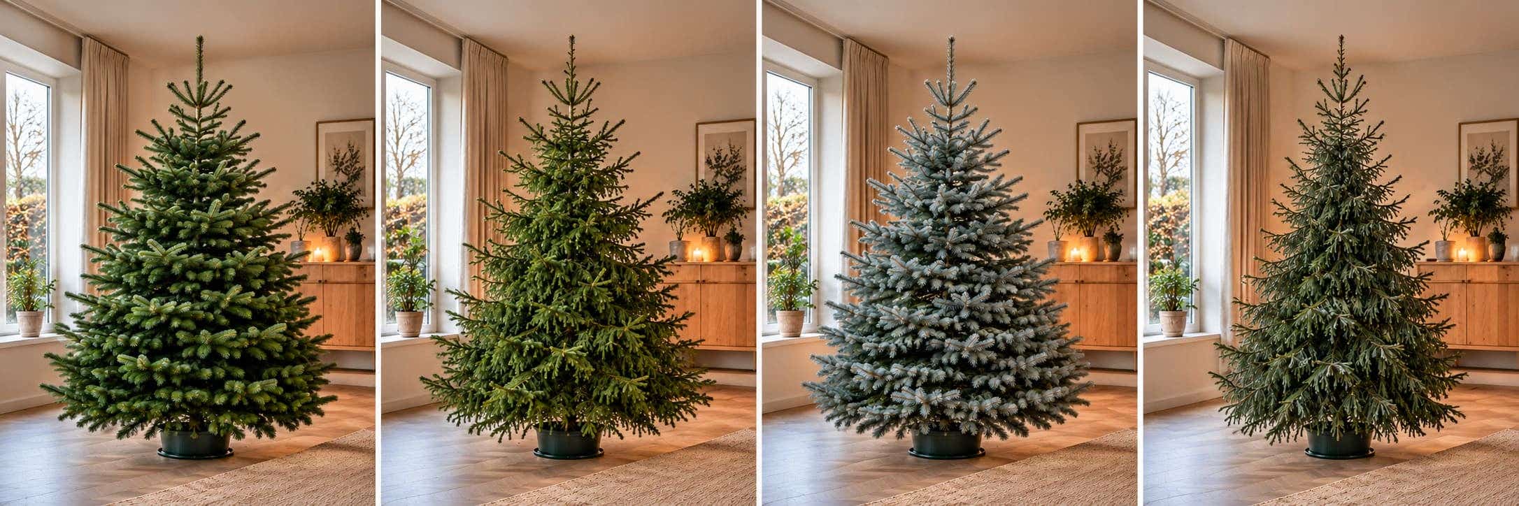 verschillende-echte-kerstbomen