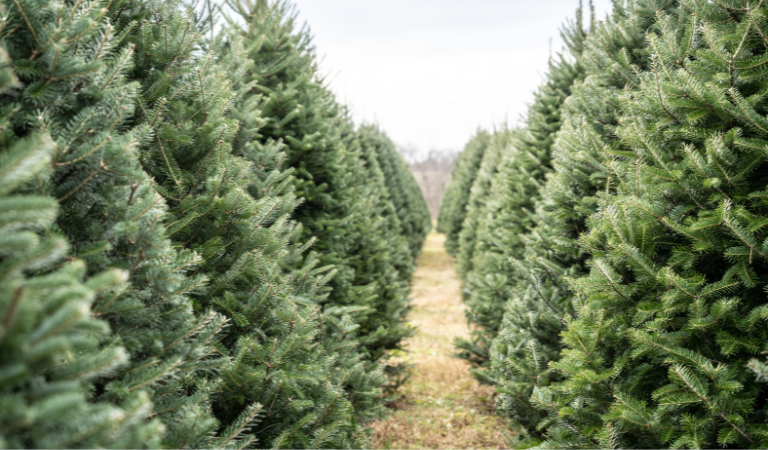 Welke kerstboom past bij mij?