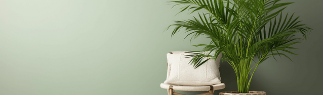 header_groenaanbieding_kentia_palm